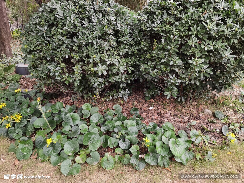 花园中的绿植与花卉景观