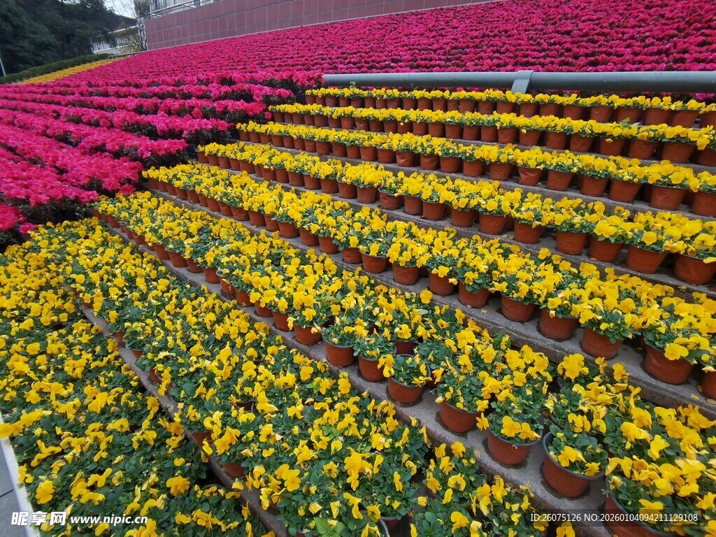 多彩花卉梯田景观