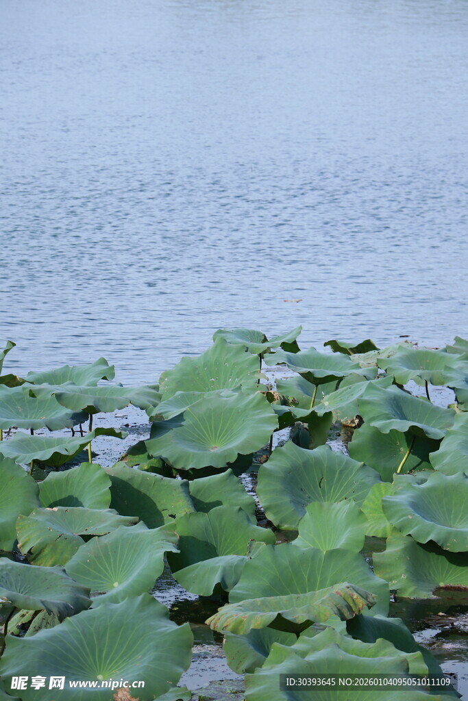 湖面上的荷叶景观