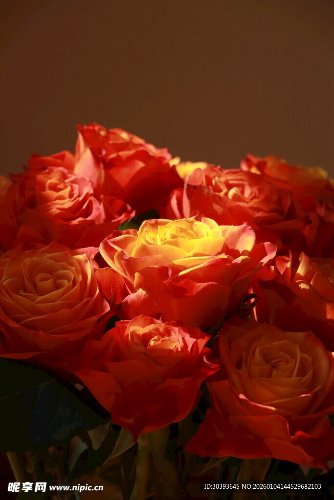 鲜艳红玫瑰绽放