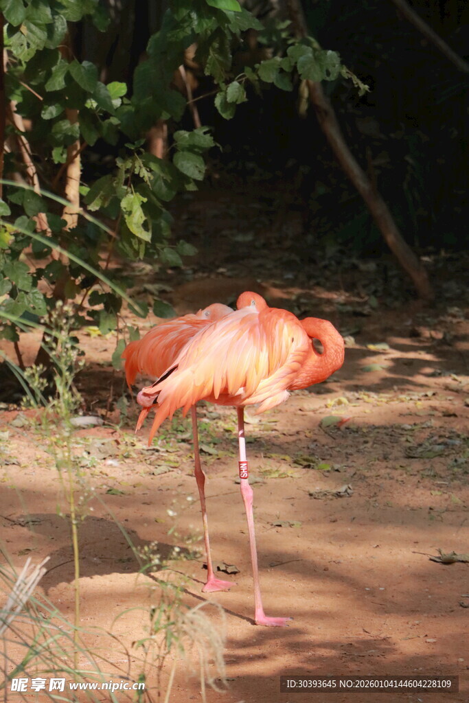 单只火烈鸟于自然环境中