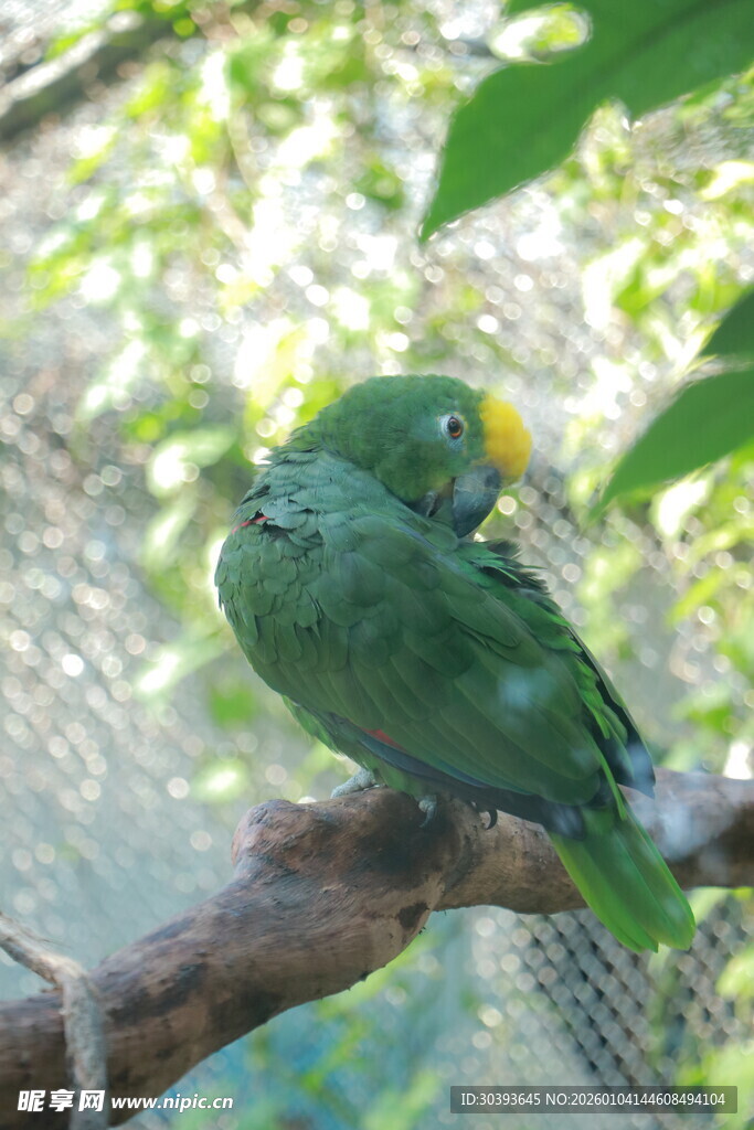 枝头绿鹦鹉
