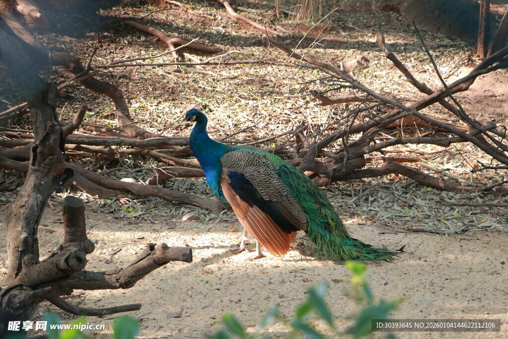 漫步林间的美丽孔雀