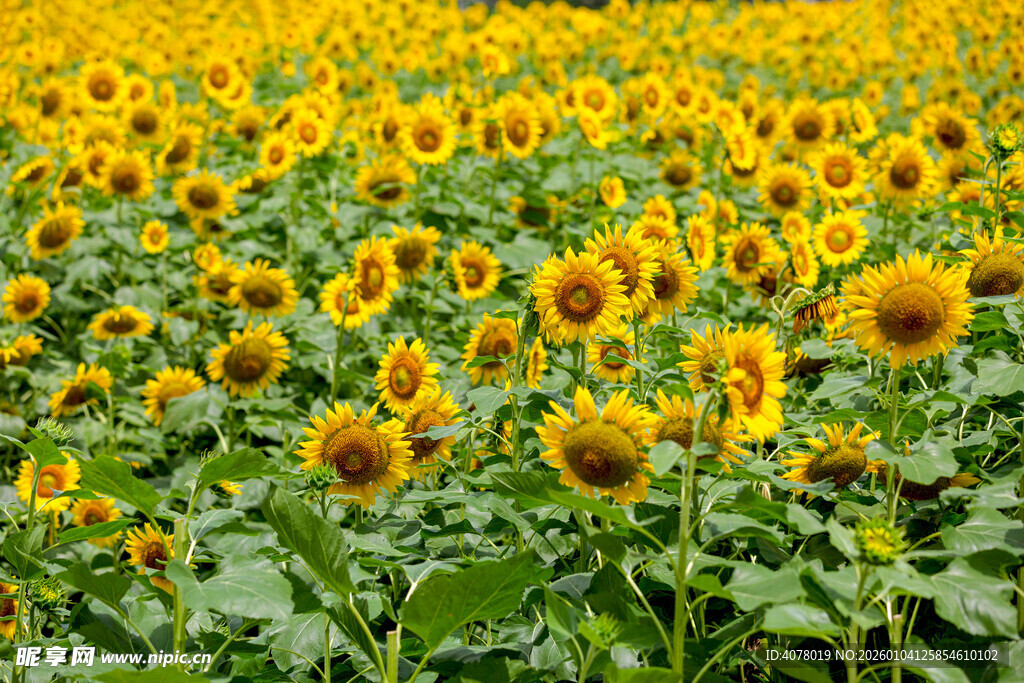 金黄向日葵花海美景