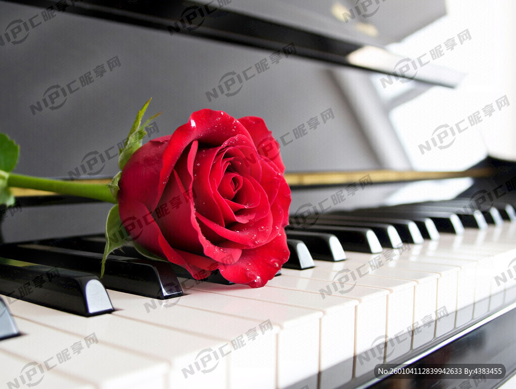 钢琴键上红色玫瑰花背景