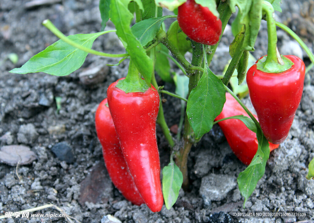 红辣椒
