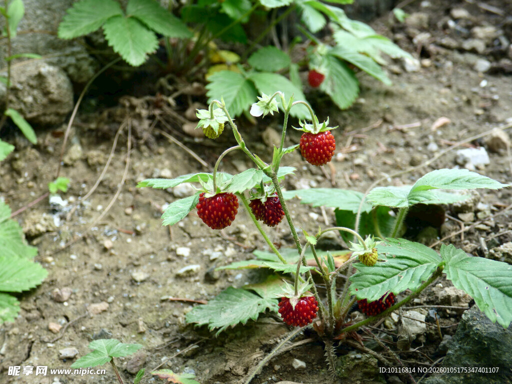 草莓