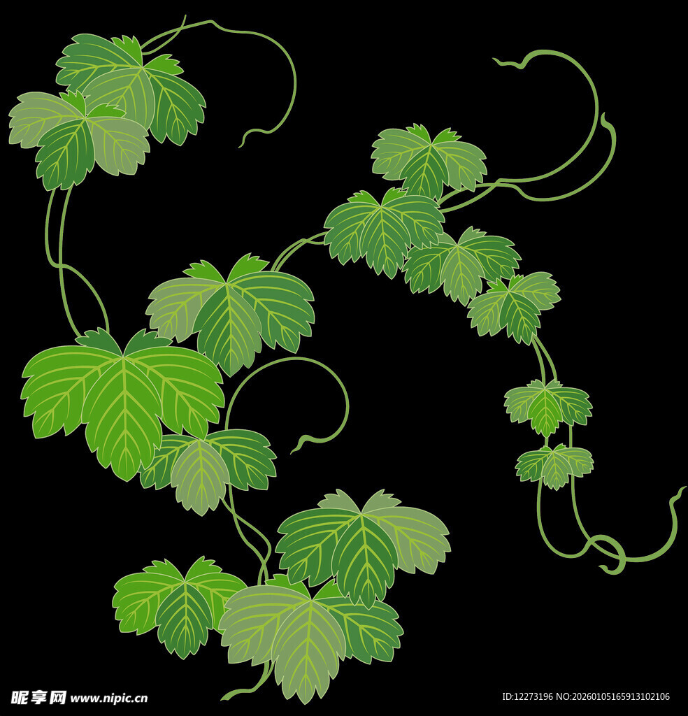 翠绿葡萄藤枝叶舒展