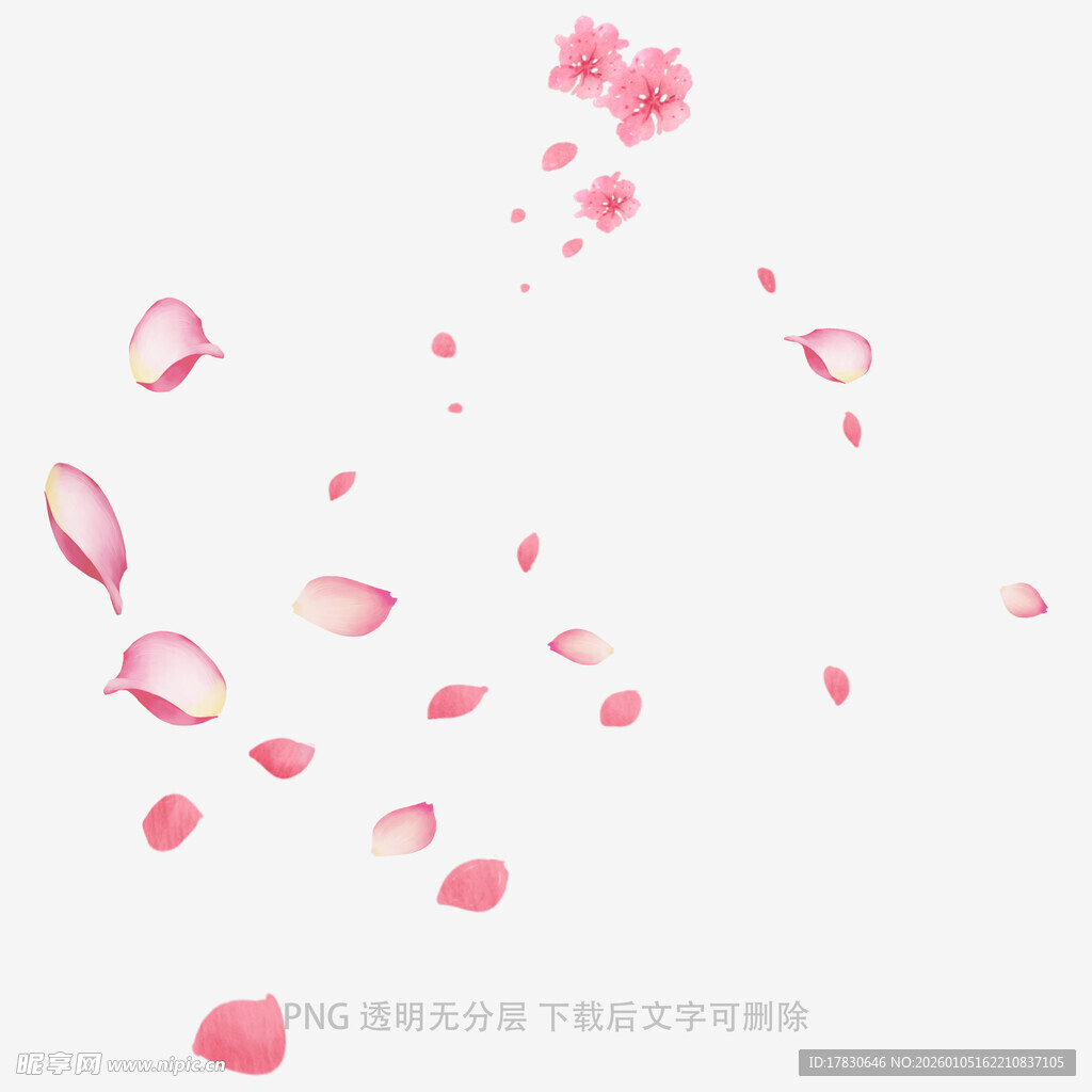飘落的粉色樱花花瓣