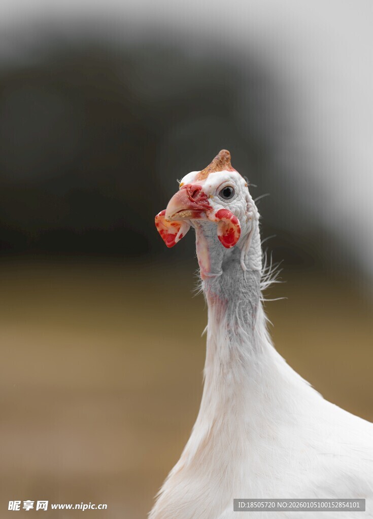 白鸡特写