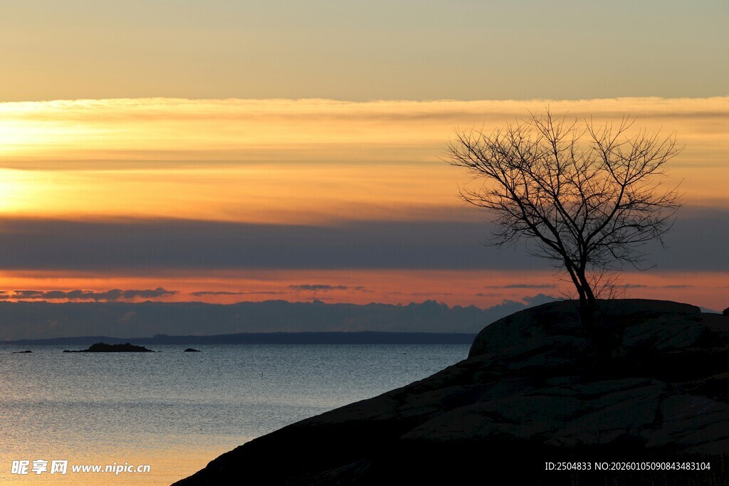 夕阳下孤树立于岩岸