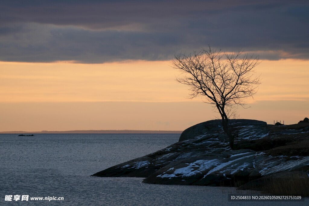 孤树映黄昏海边景致