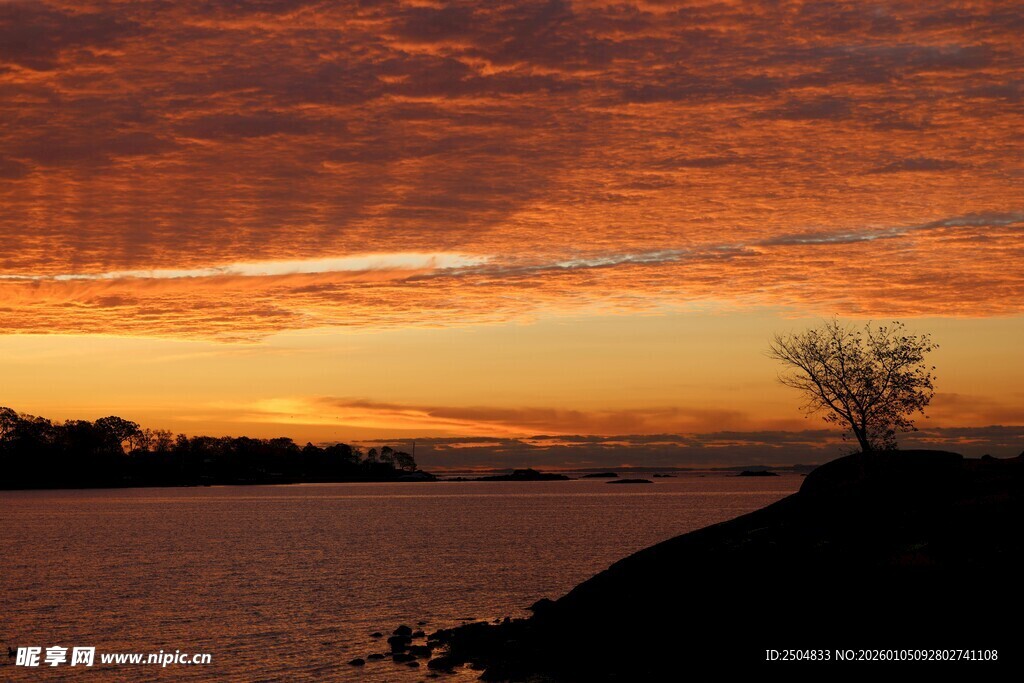 夕阳下湖畔孤树美景