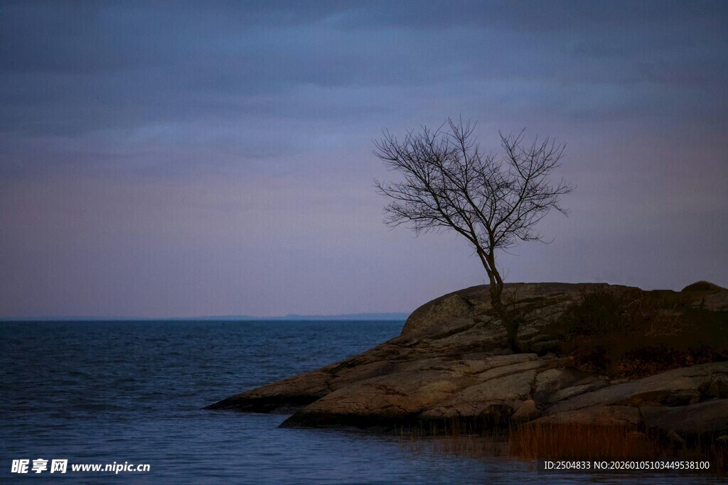 孤树屹立于海边岩石