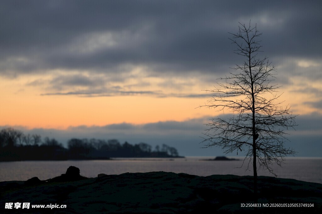 黄昏孤树 静谧自然景致