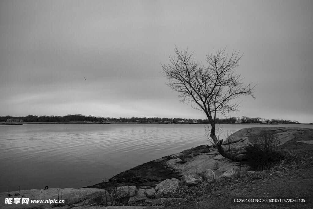 孤树临岸 天地寂寥之景