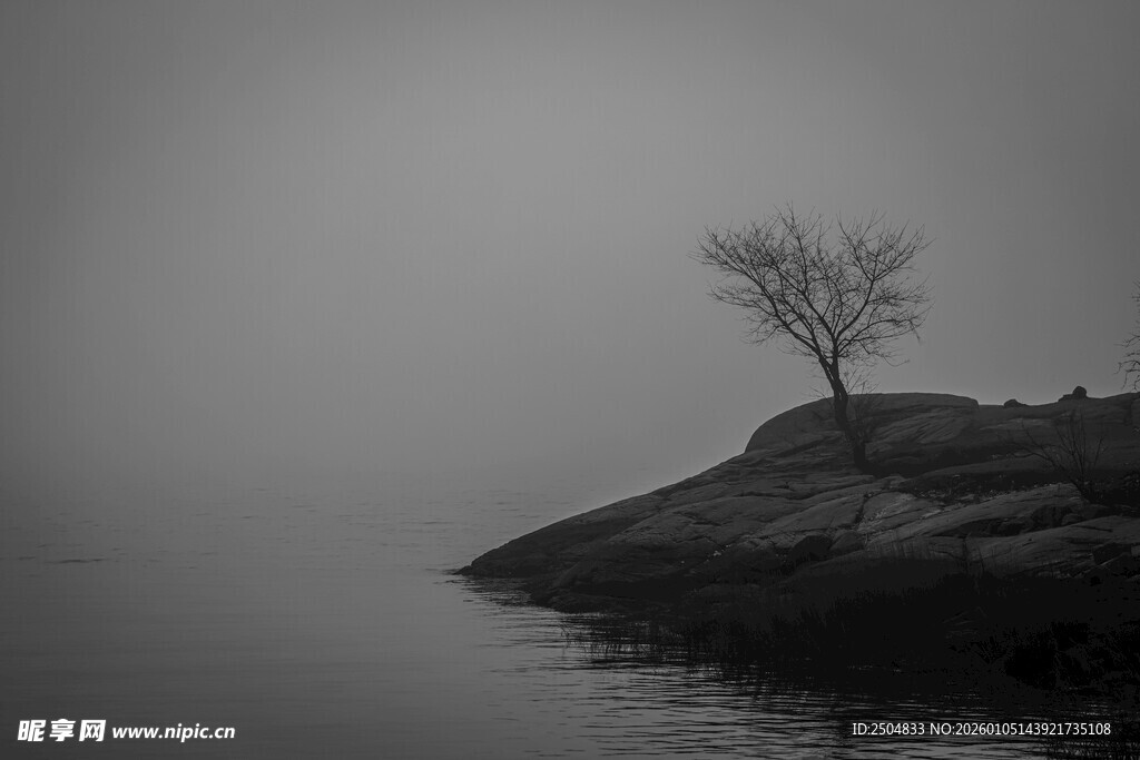 雾中孤树 静谧水岸景致