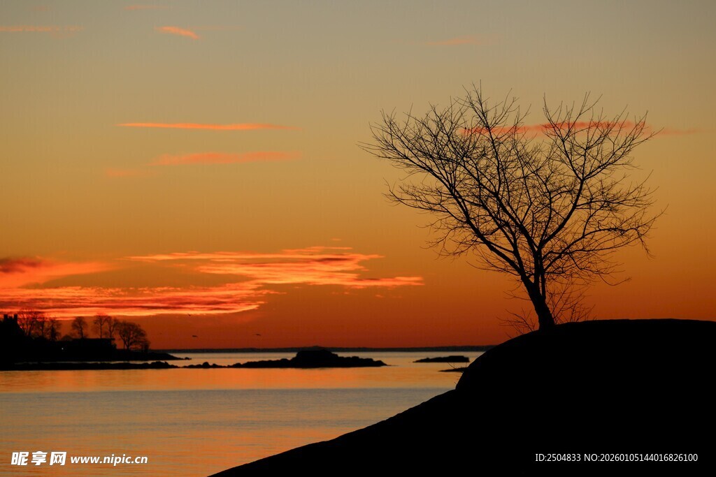 夕阳下的孤树与宁静水面