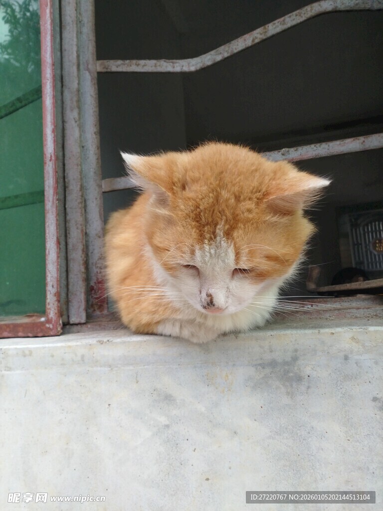 窗边打盹的橘猫