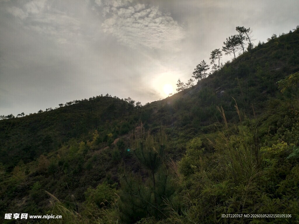 山间晨光中的葱郁植被