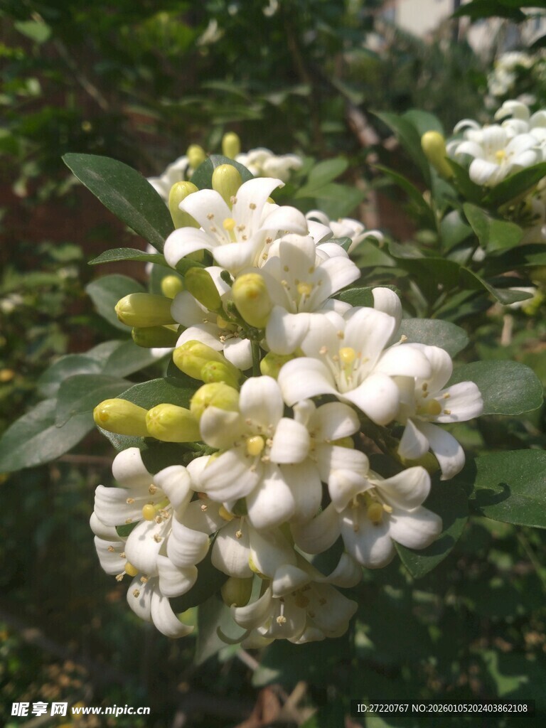 洁白繁茂的花