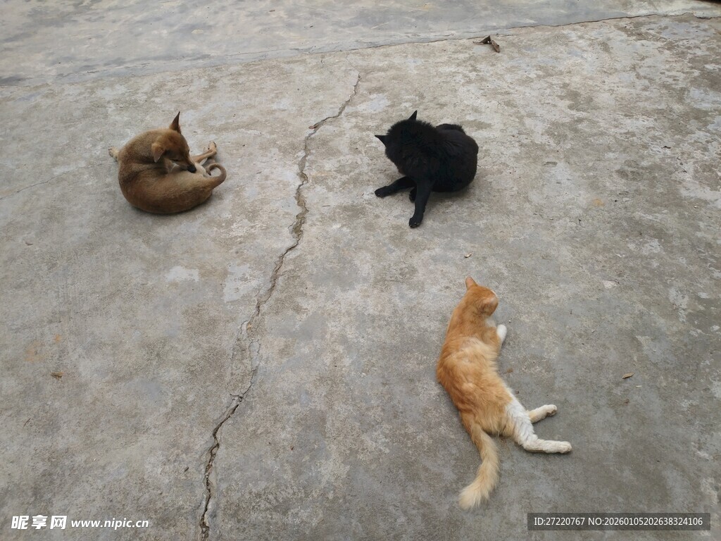猫狗于水泥地面休憩