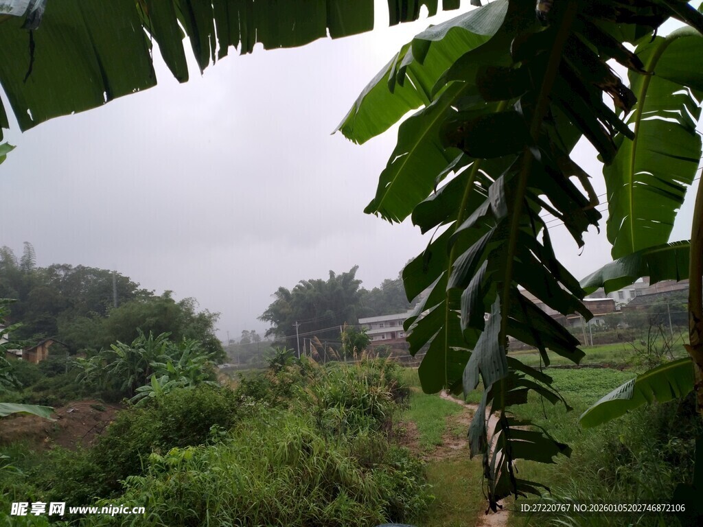 雨中葱郁的热带植物景观