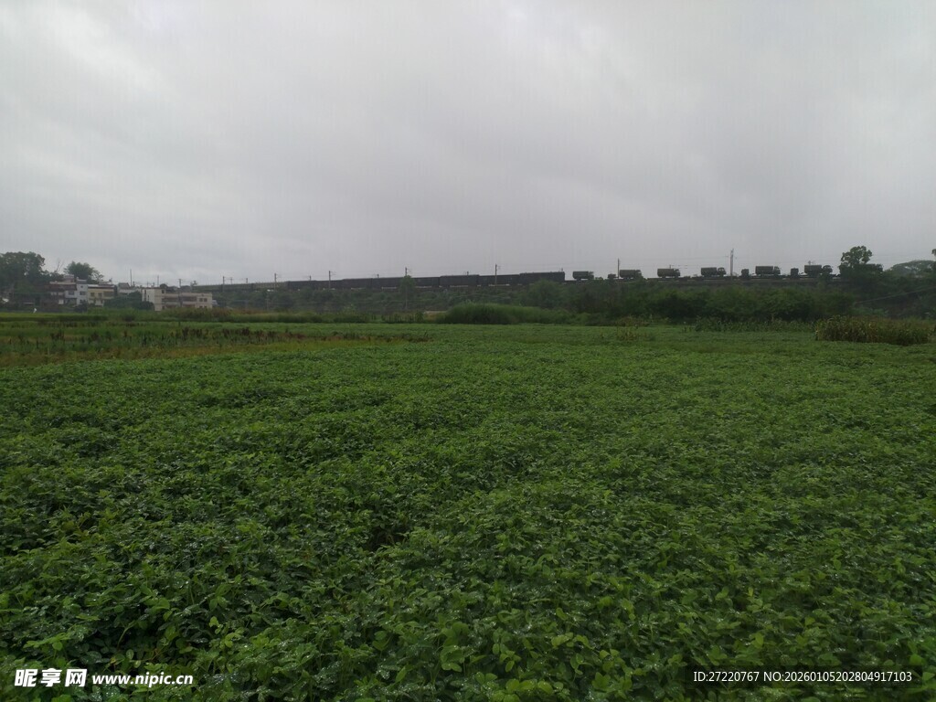 广袤绿色农田景观