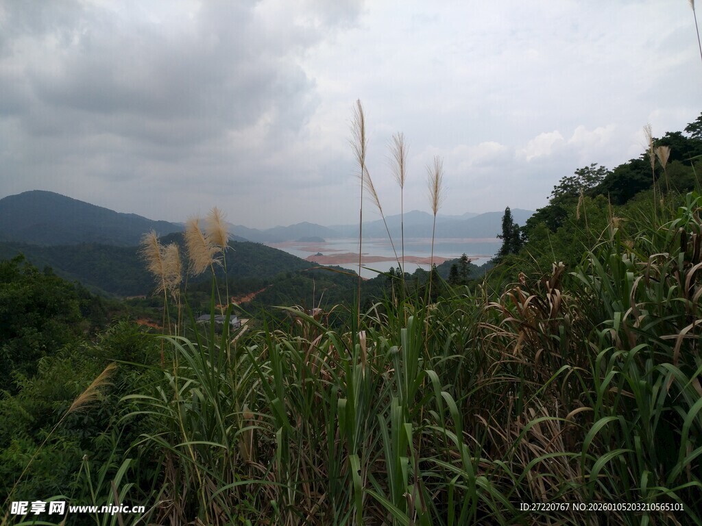 山间野草与远处山峦景色