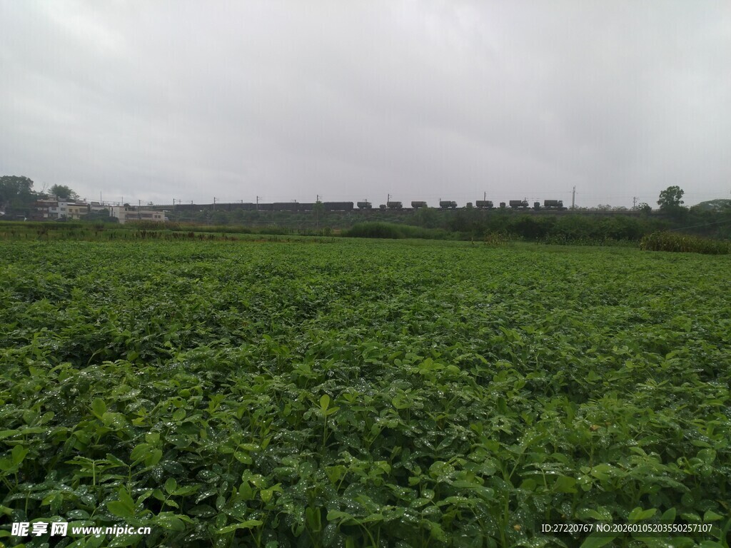 绿意盎然的广阔农田 花生