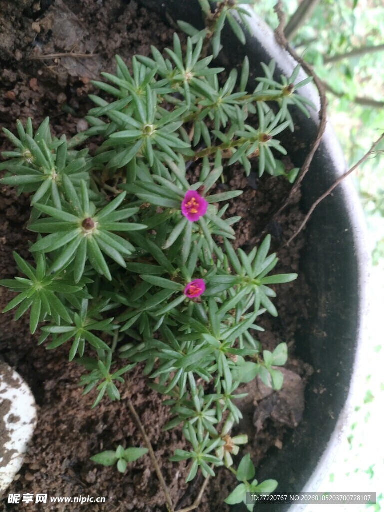 花盆中的娇艳粉色小花