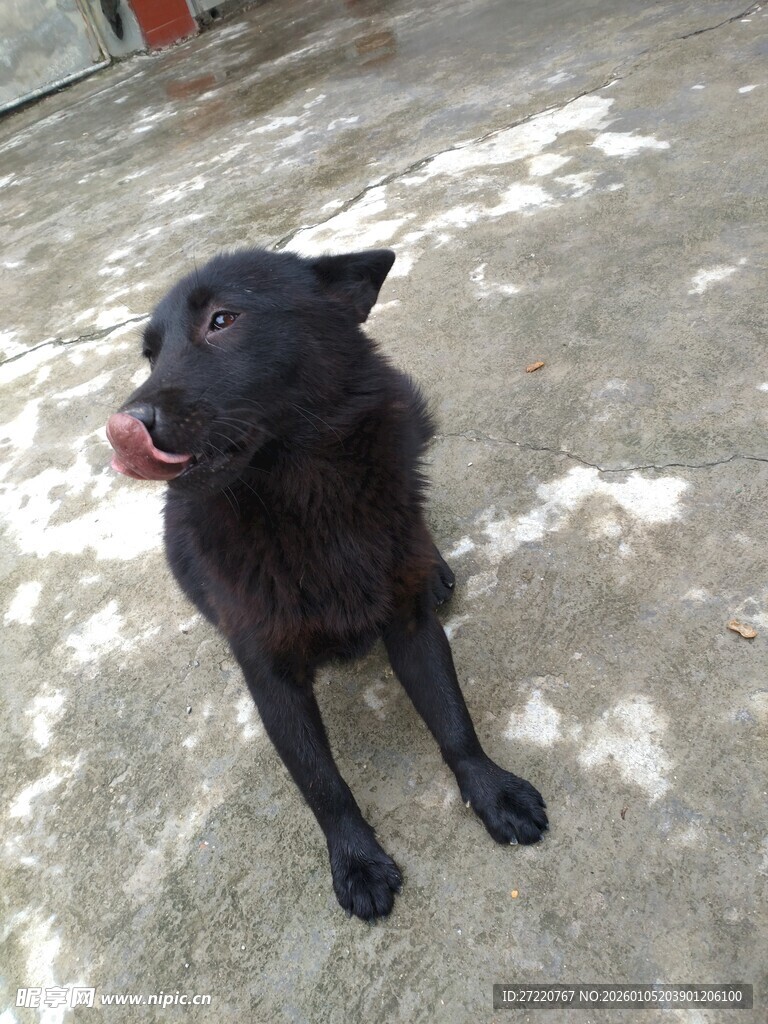 黑色小狗吐舌坐于地面