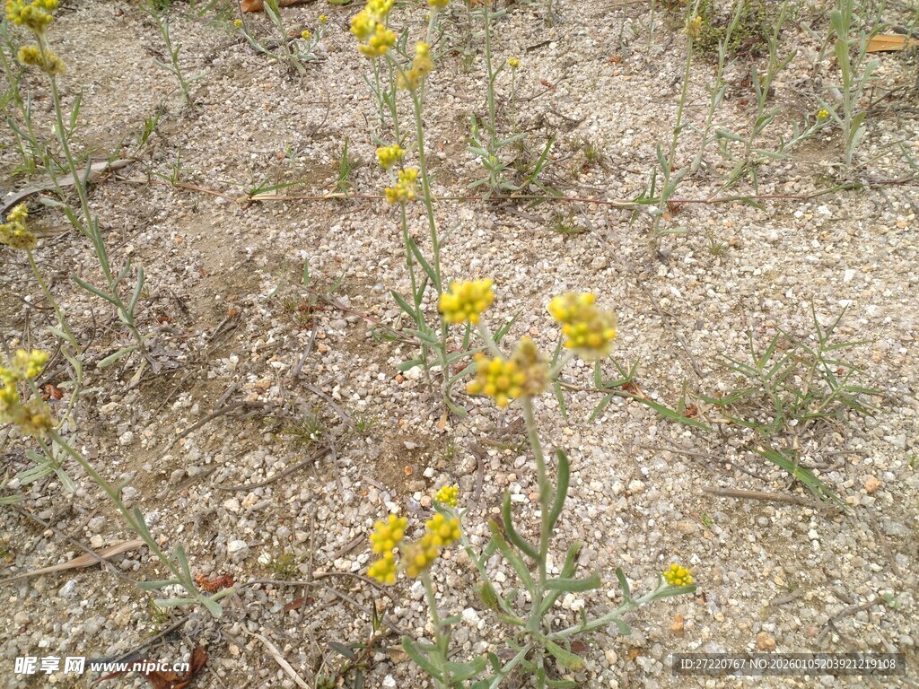 沙地上绽放的黄色小花