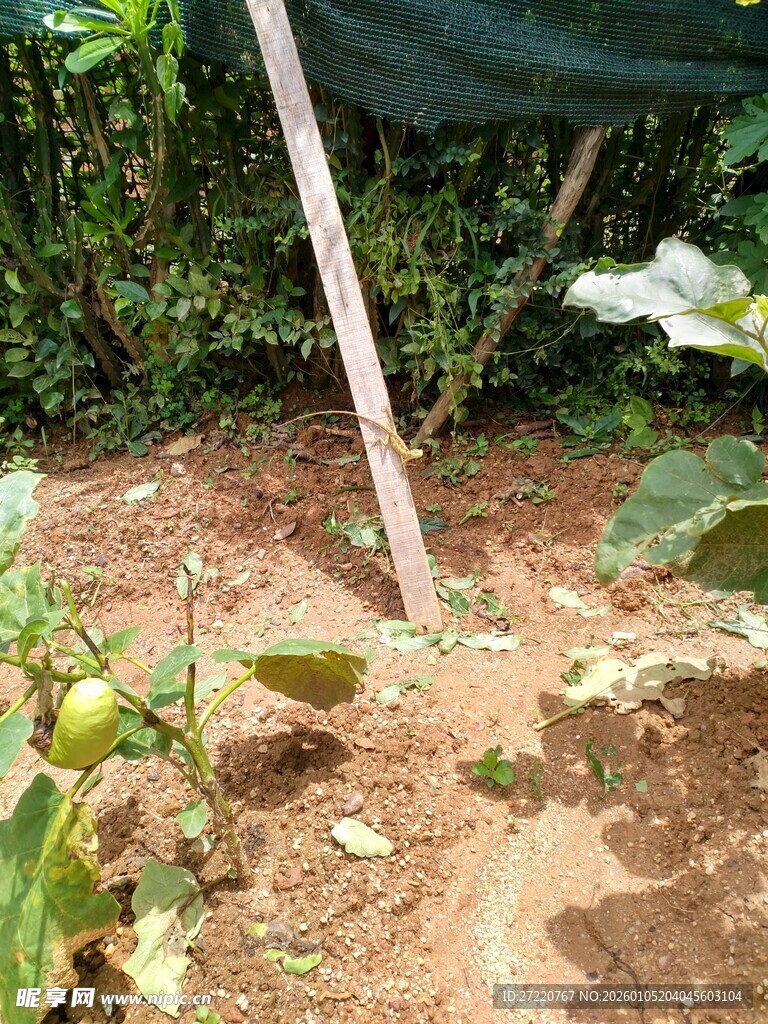 菜园中的植物与木杆