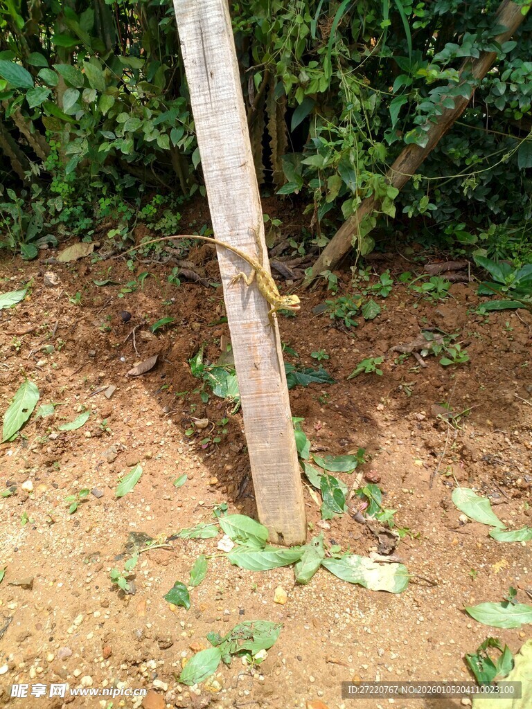 新植树木 周边散落绿叶 蜥蜴