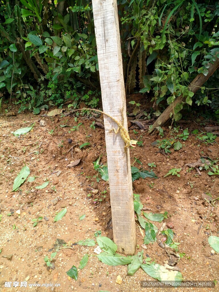 树干上的蜥蜴