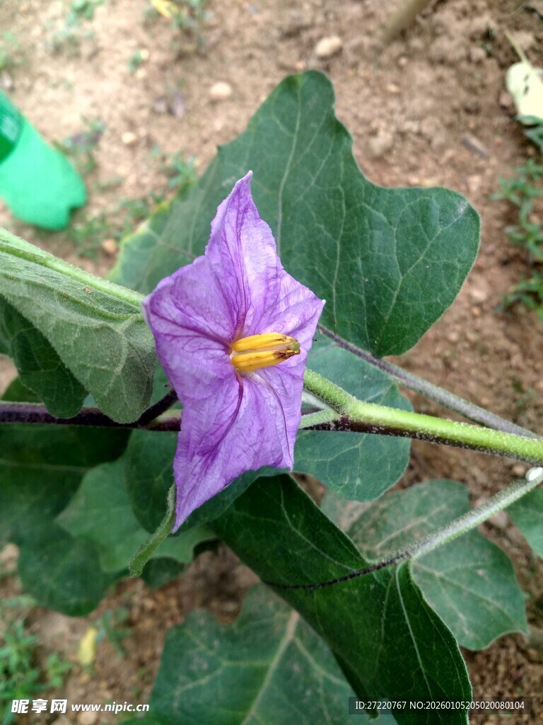 紫色小花绽放绿叶间