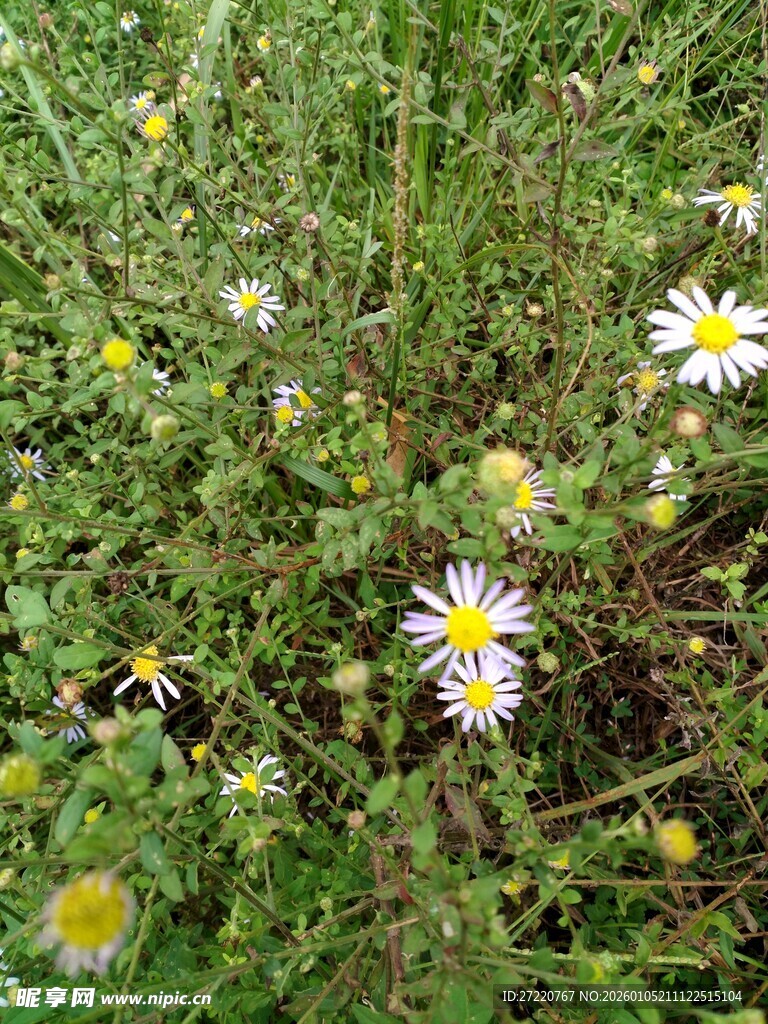 草地上的小雏菊绽放