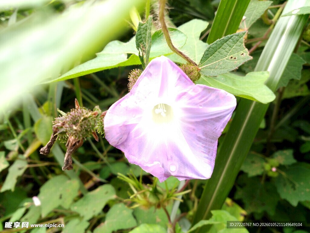 紫色牵牛花绽放于绿叶间