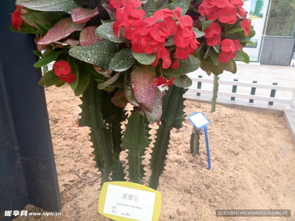 盆栽虎刺梅 娇艳绽放