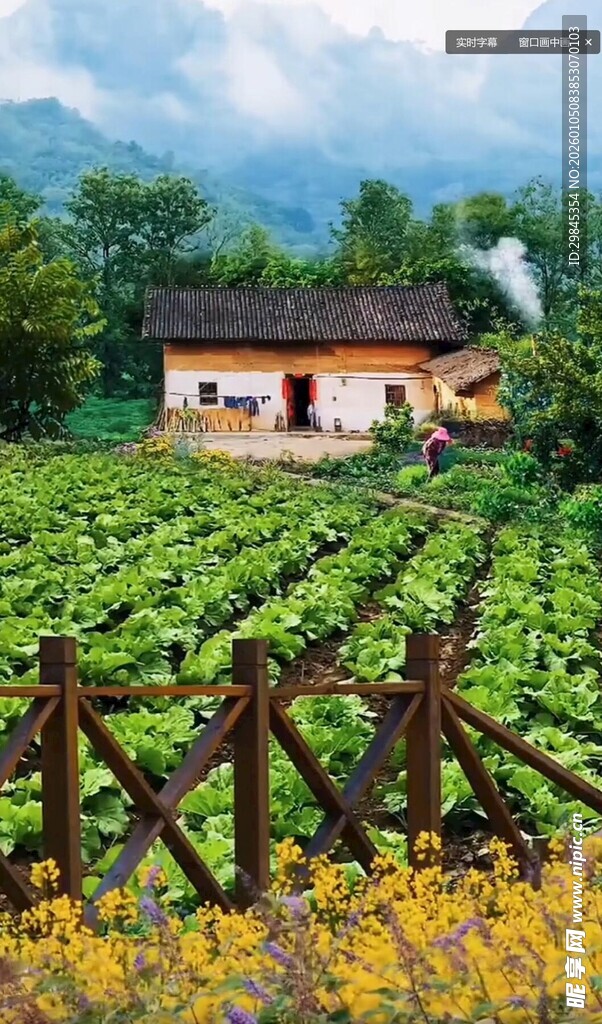 田园小屋旁的翠绿农田
