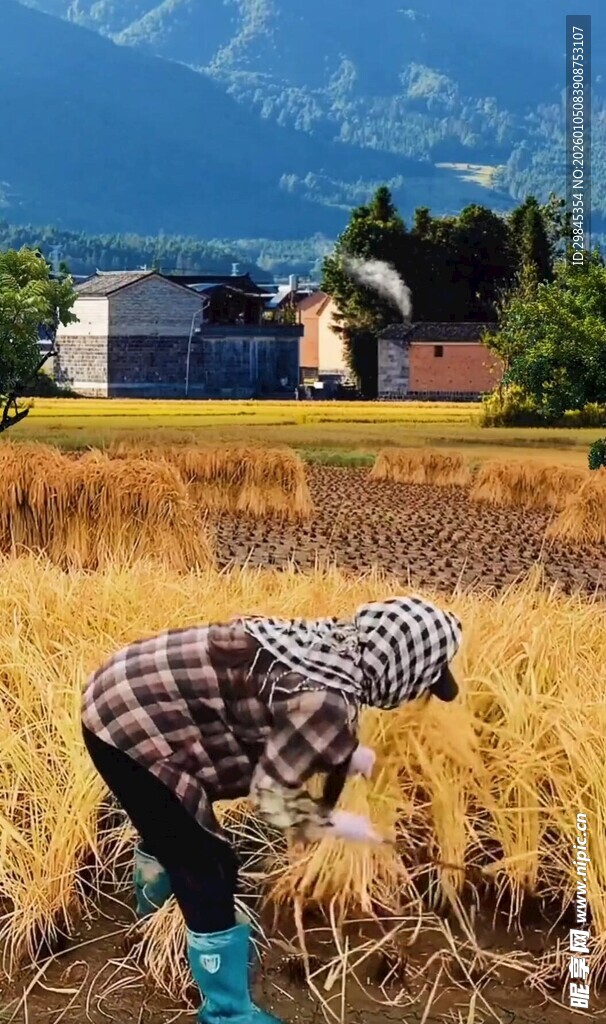 农民田间弯腰辛勤劳作