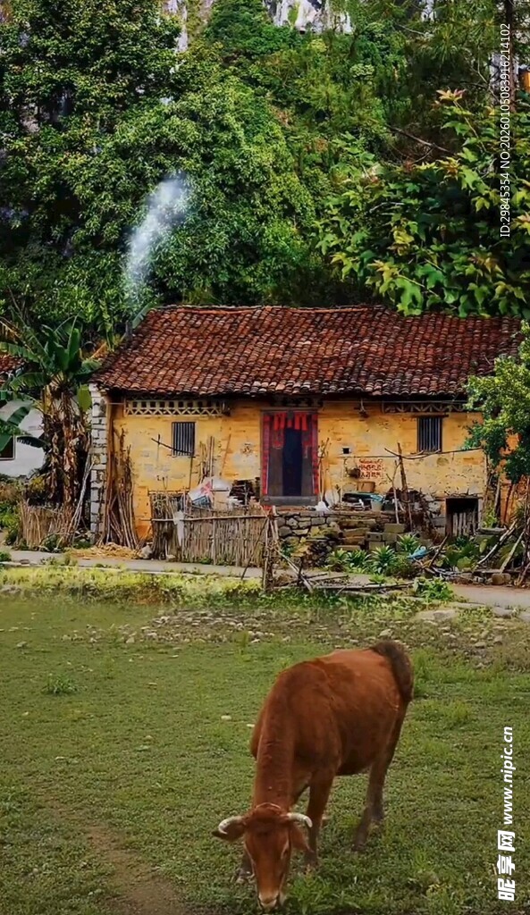 乡村小屋旁的牛在吃草