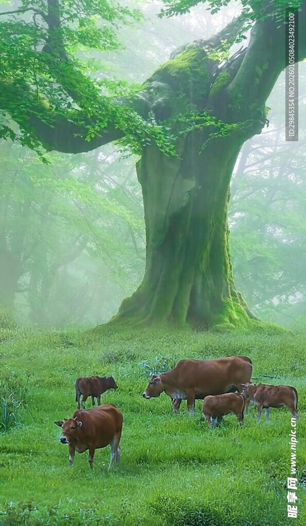 森林中牛群在大树下休憩