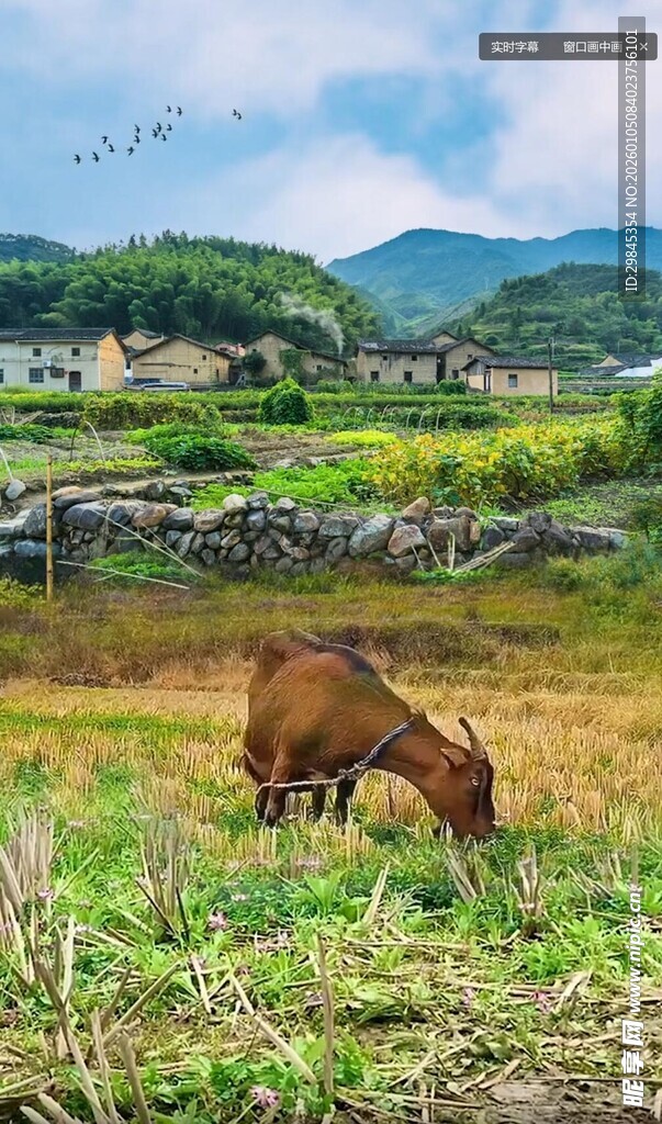 田野间吃草的棕色骏马