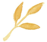 水彩绘金色植物枝叶