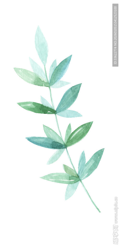 水彩绘绿叶