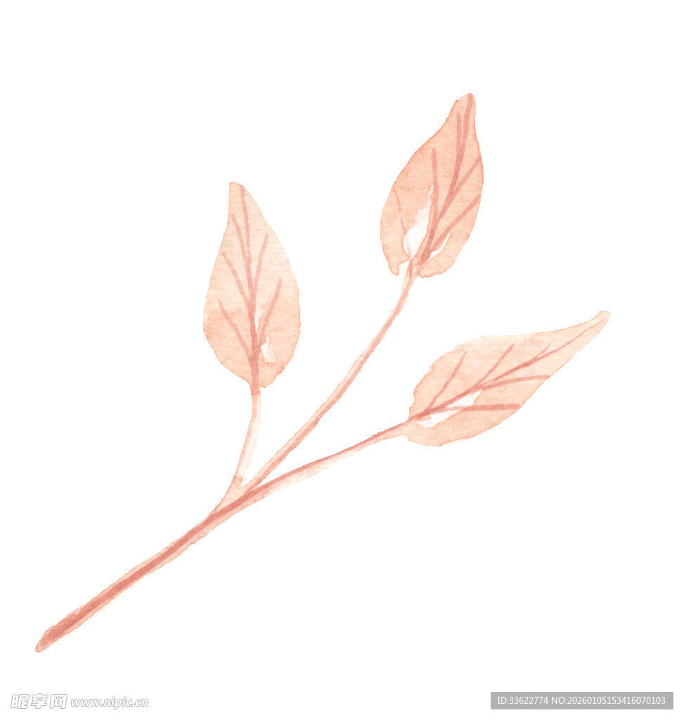 手绘粉色枝叶插画