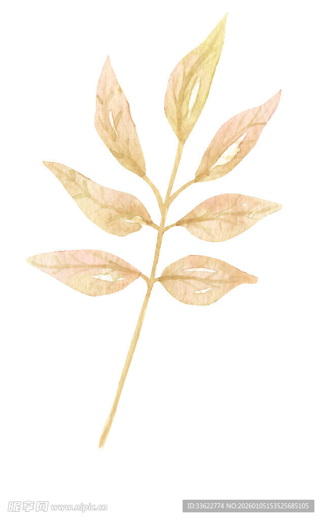 手绘金色叶片插画