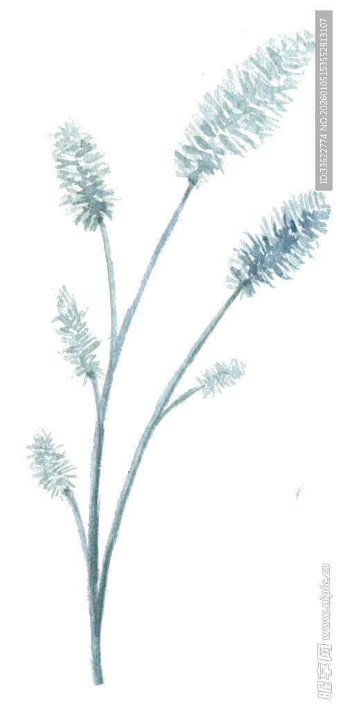 手绘淡蓝色麦穗插画
